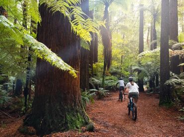 The Redwoods