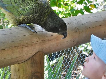 Paradise Valley Springs Wildlife Park